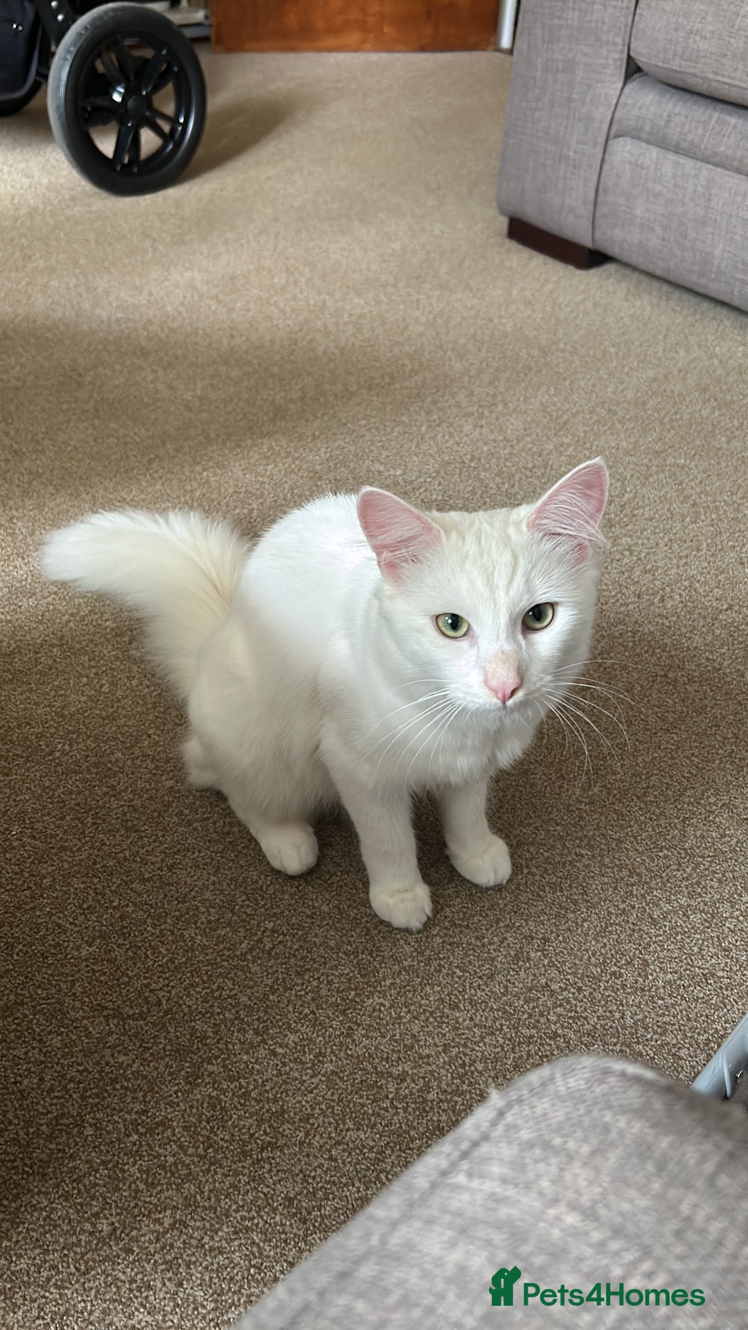 Domestic Shorthair cats for adoption:  Mike - the sweetest boy  - Advert 1