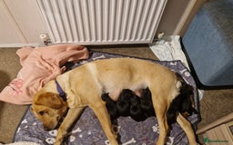 Mixed Breed dogs for sale: 6 beautiful black labrador x pocket bullie pups  - Image 8
