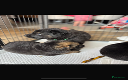 German Shepherd dogs for sale: German shepherd puppy reduced!  - Image 3