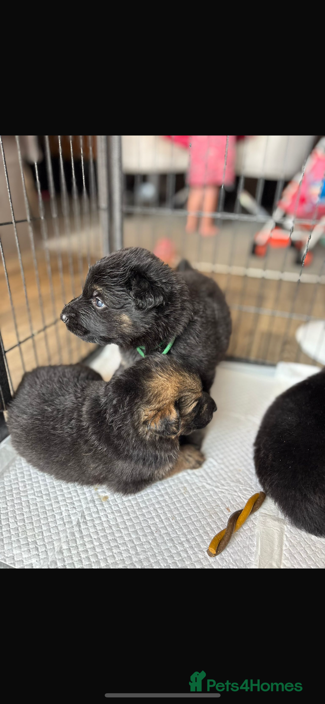 German Shepherd dogs for sale: German shepherd puppy reduced!  - Image 3