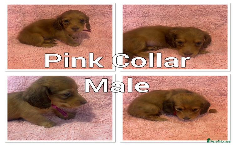 Miniature Dachshund dogs long haired shaded red Miniature dachshunds  - Advert 15