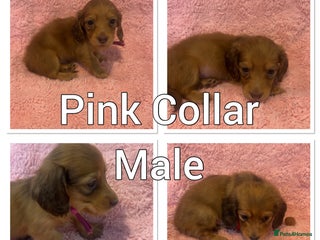 Miniature Dachshund dogs long haired shaded red Miniature dachshunds - Advert 9