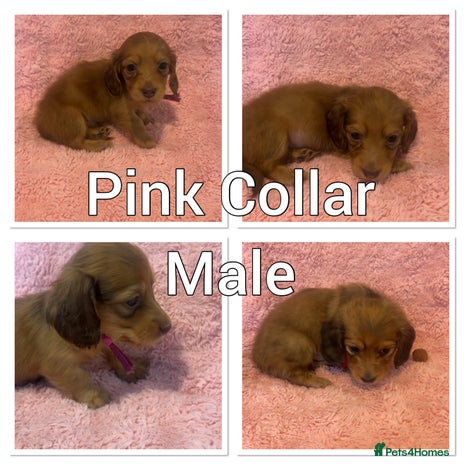 Miniature Dachshund dogs long haired shaded red Miniature dachshunds - Advert 15