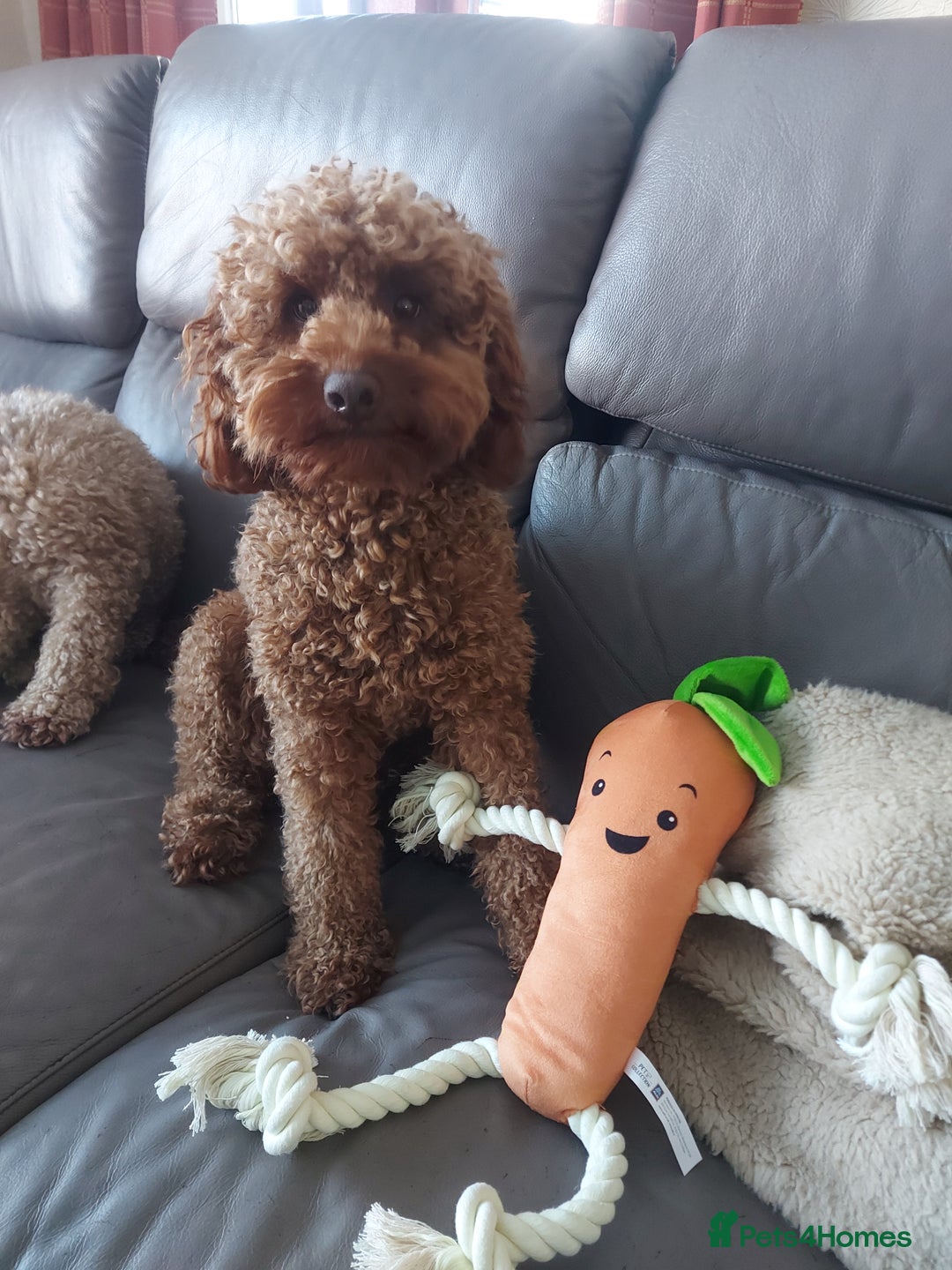 Miniature Poodle dogs for stud: OUR BARRY-KC REGISTERED MINIATURE POODLE FOR STUD in Preston - Advert 3