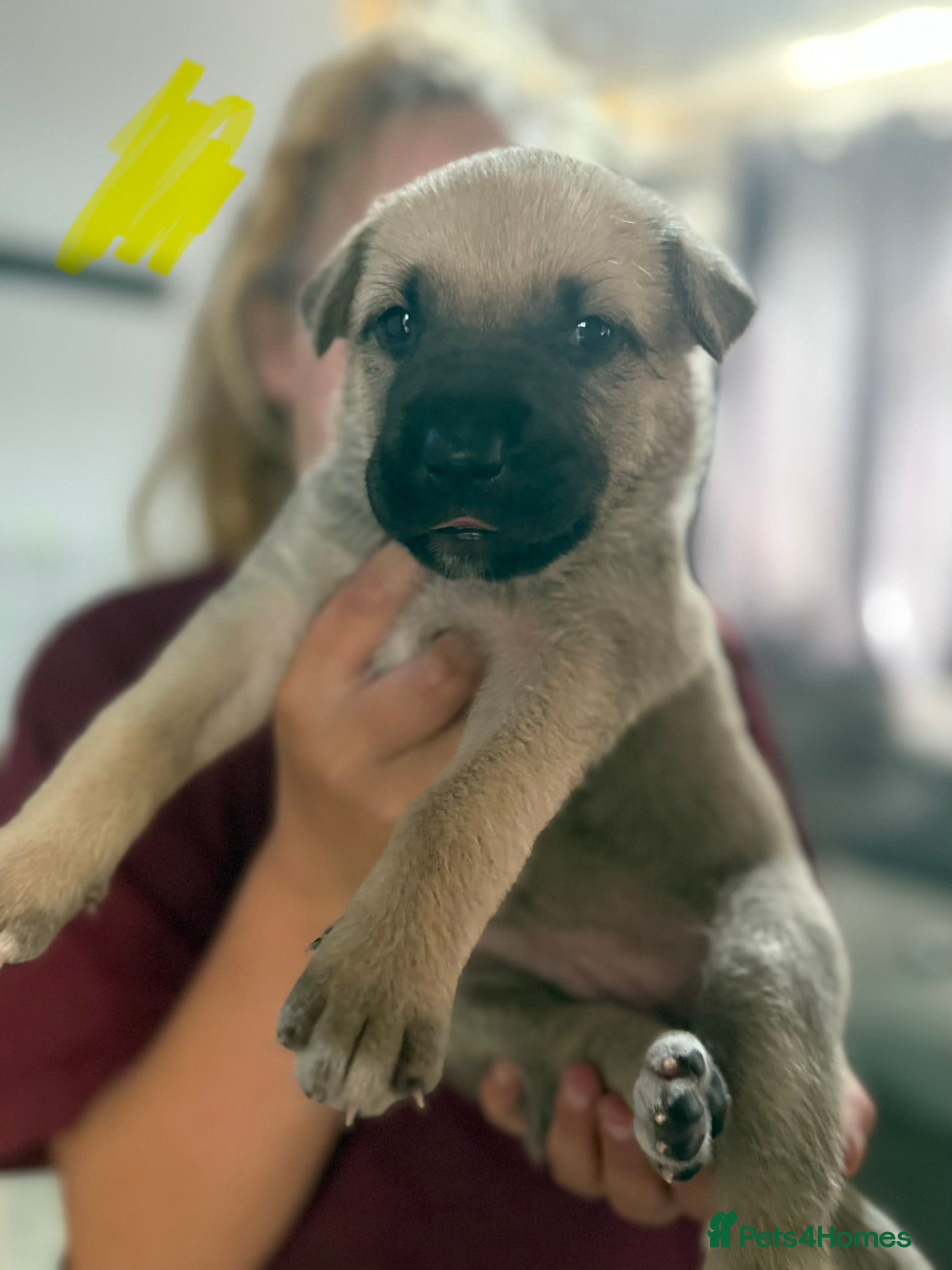 Mixed Breed dogs German shepherd x American bully puppy’s  - Advert 2