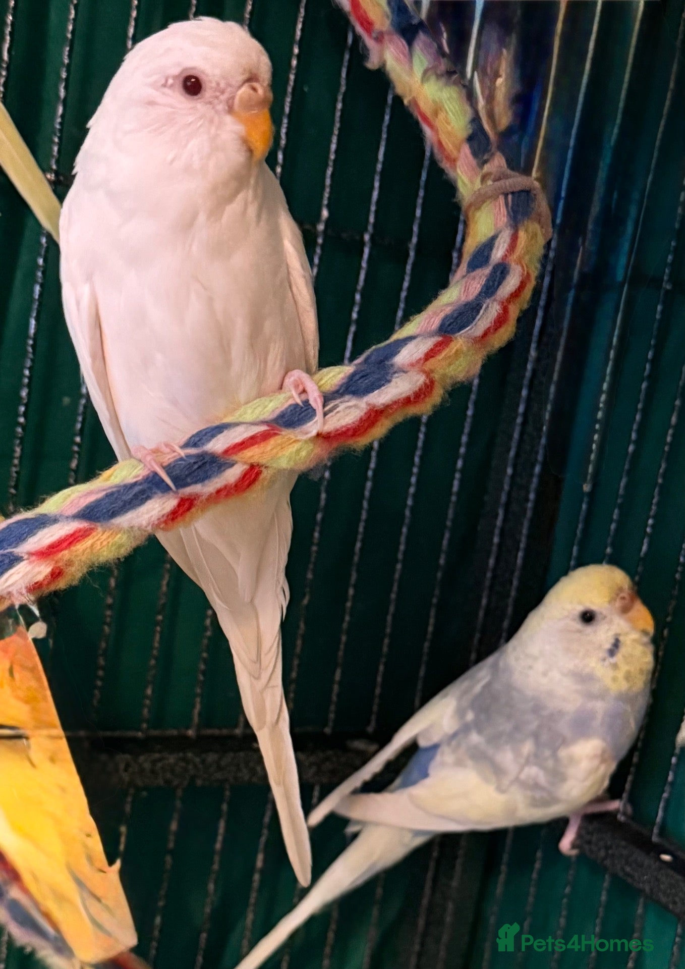 Budgerigars birds  bonded budgies  5 months old females  - Advert 1