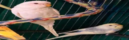 Budgerigars birds for sale: Sold Young Bonded  —  rainbow 🌈 & white albino  - Advert 4