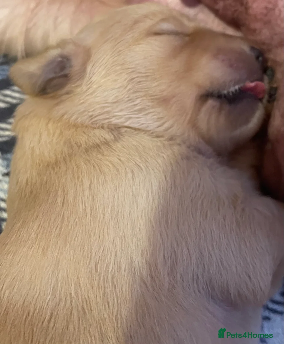 Golden Retriever dogs for sale: KC Registered Golden Retriever Puppies - Advert 10