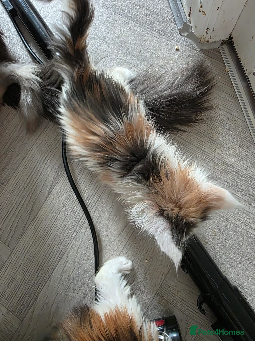 Maine Coon cats for sale: STUNNING MAINE COON KITTENS  - Advert 6