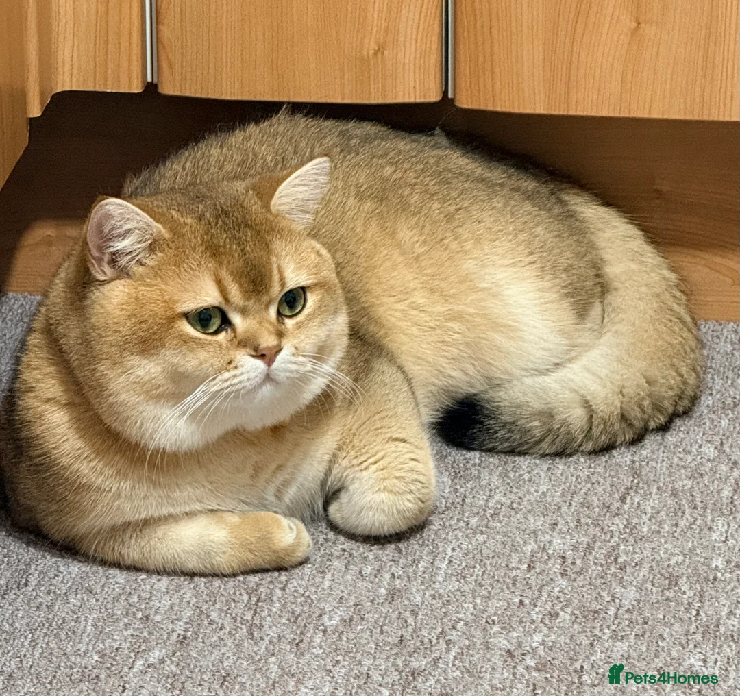 British Shorthair cats for stud: SHOW QUALITY STUD-BSH GOLDEN CHINCHILLA NY11 - Advert 2