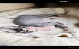 Sphynx cats for sale: Donskoy Sphynx Kittens - Image 28