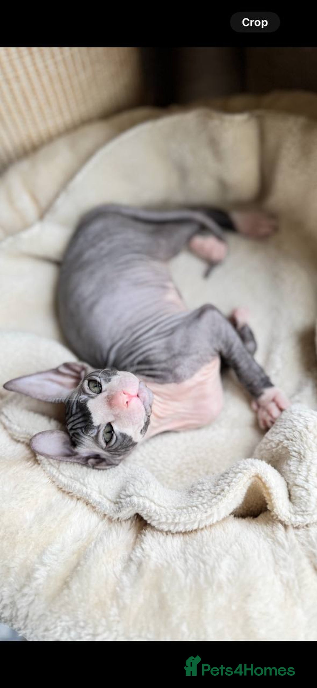 Sphynx cats for sale: Donskoy Sphynx Kittens - Image 28