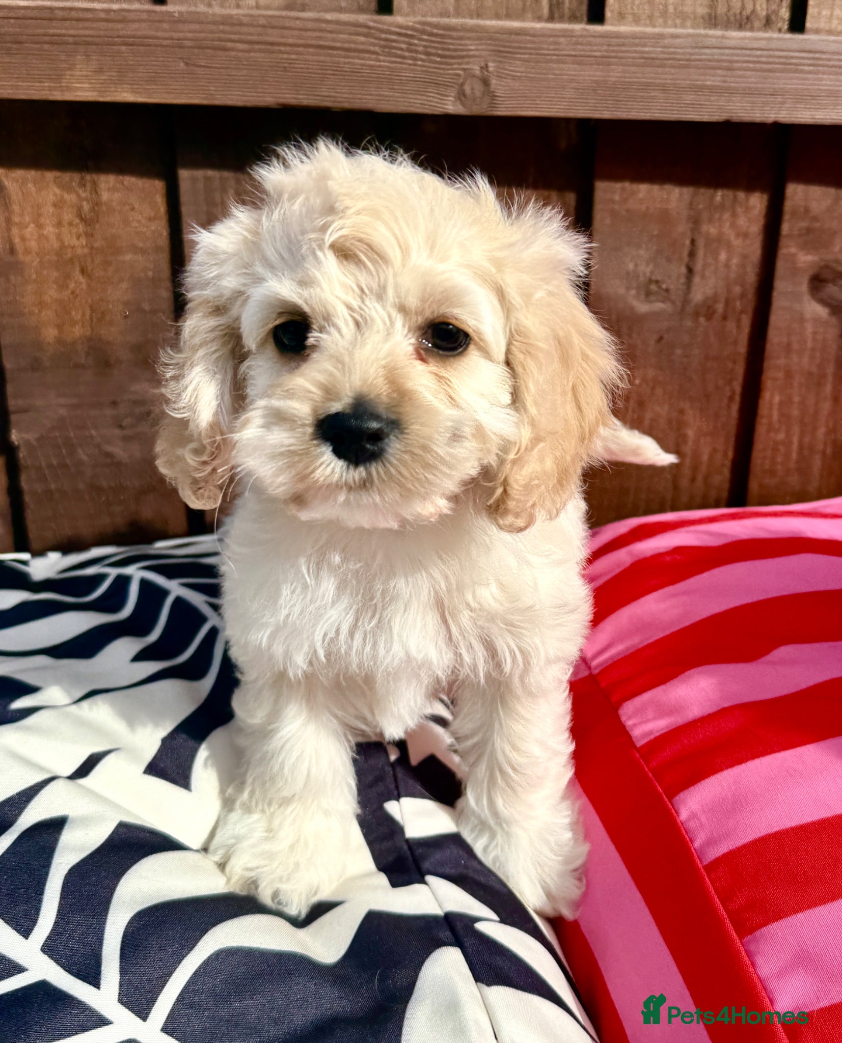 Cockapoo dogs for sale: Beautiful friendly cockapoo puppies  - Advert 2