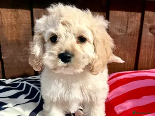 Cockapoo dogs for sale: Beautiful friendly cockapoo puppies - Advert 2