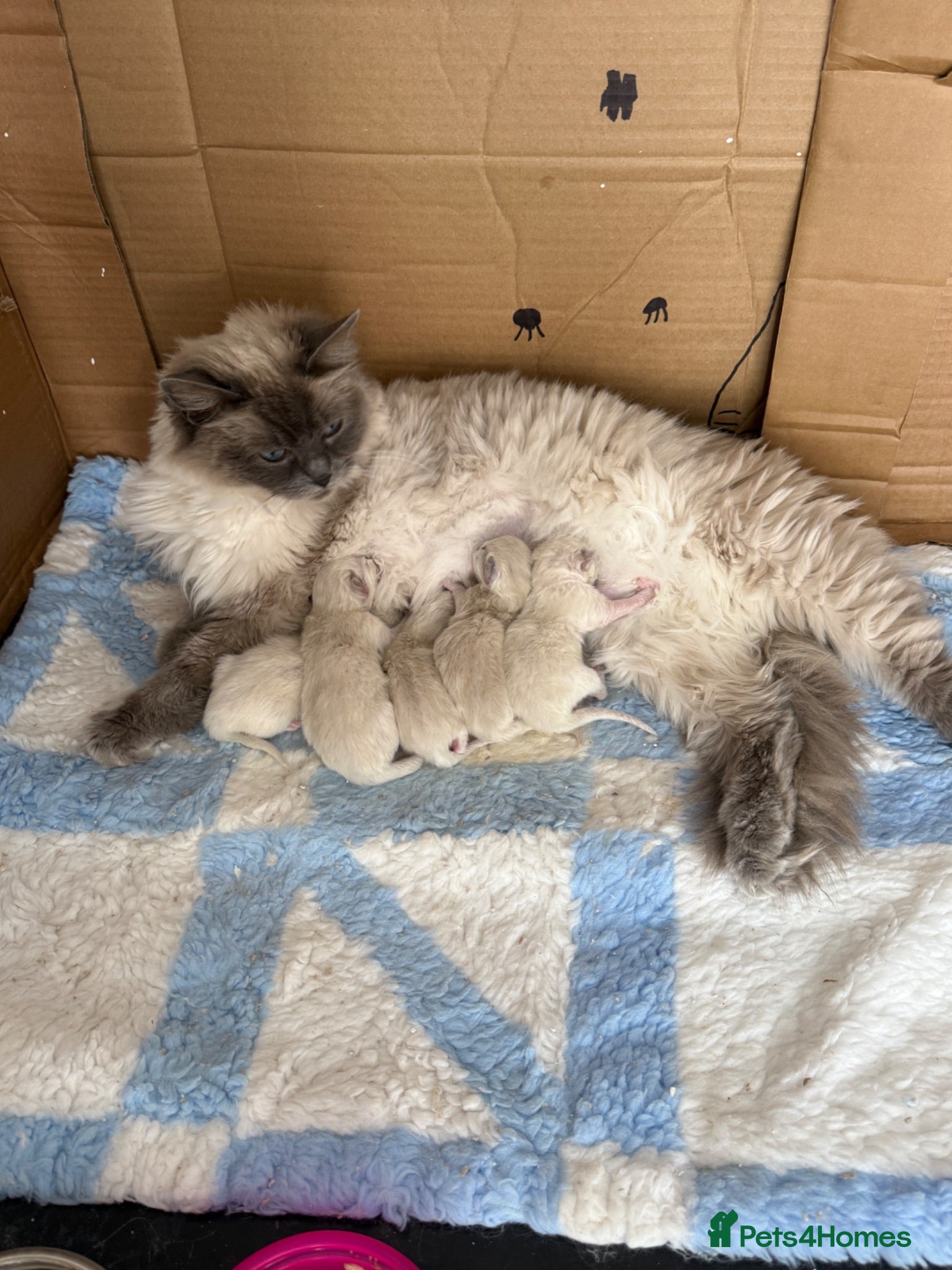 Ragdoll cats Full breed ragdoll female - Advert 1
