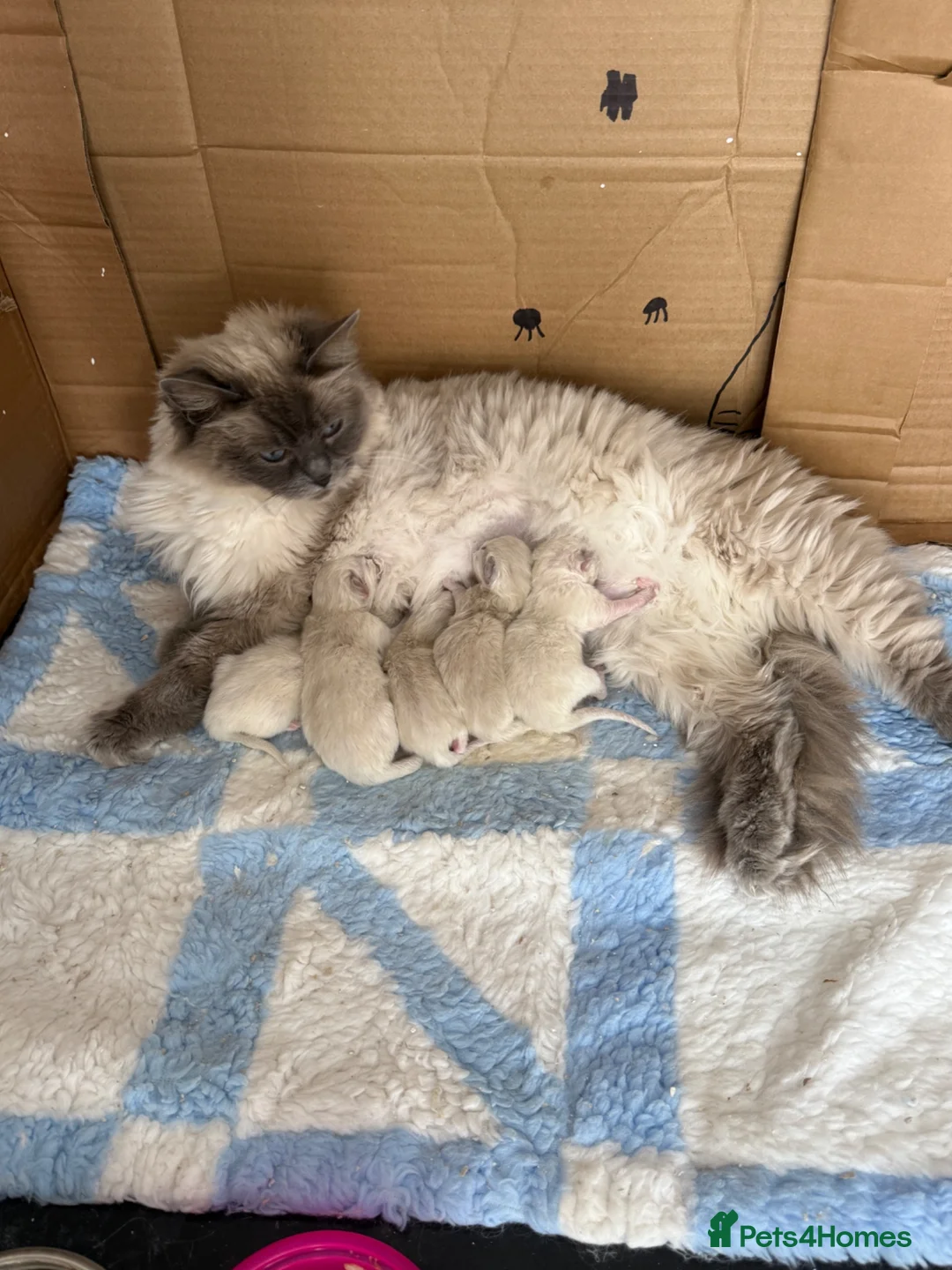 Ragdoll cats for sale: Full breed ragdoll female - Advert 1
