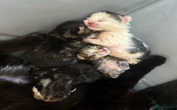 Mixed Breed cats for sale: Adorable Kittens Available  - Image 3