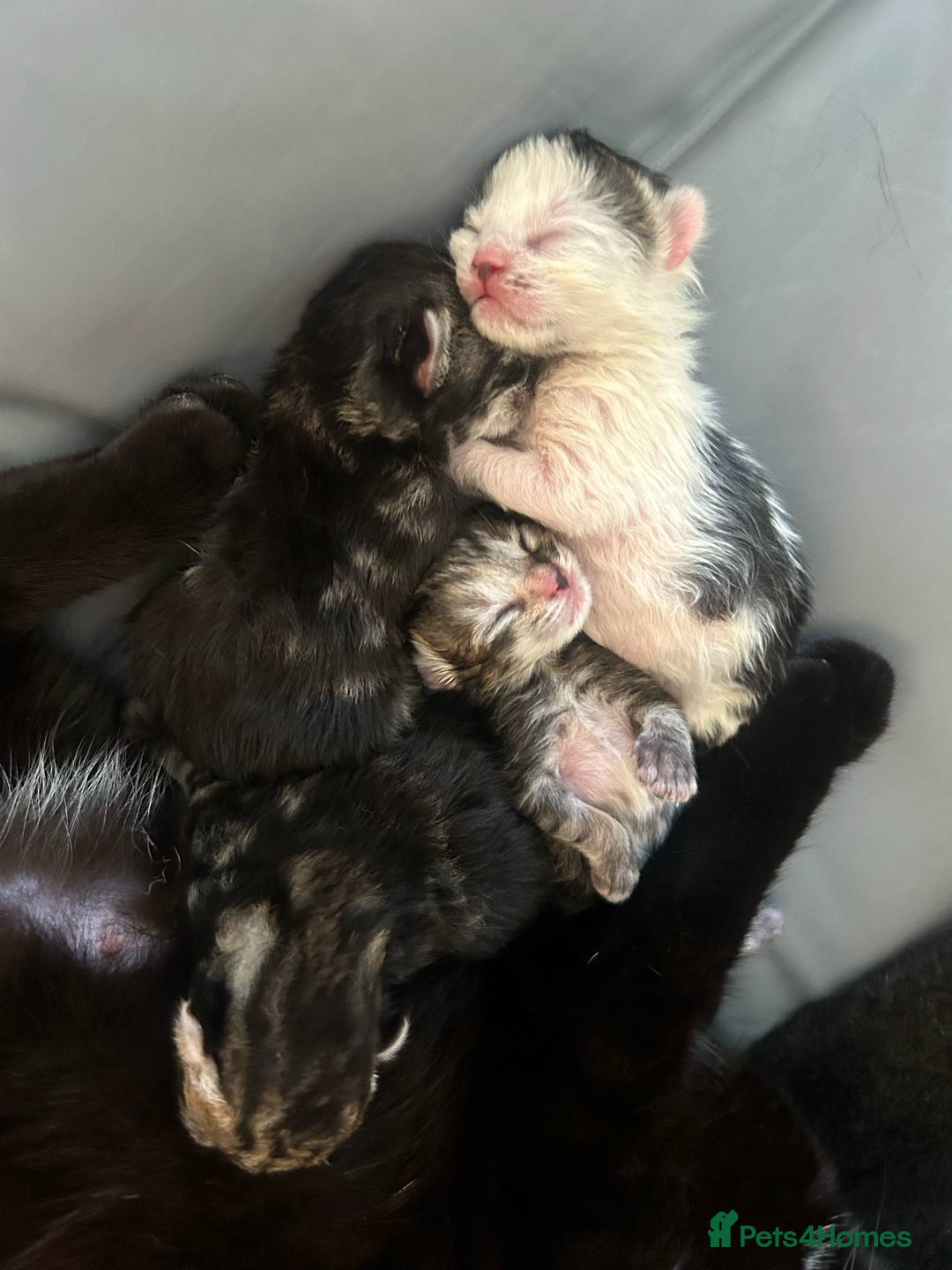 Mixed Breed cats for sale: Adorable Kittens Available  - Image 3