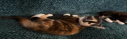 Mixed Breed cats for sale: Kittens for sale  in Wymondham - Advert 2