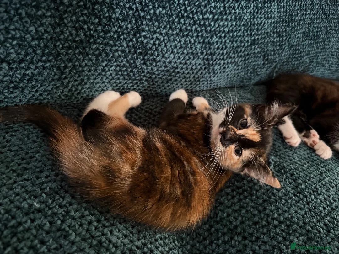 Mixed Breed cats for sale: Kittens for sale  in Wymondham - Advert 2