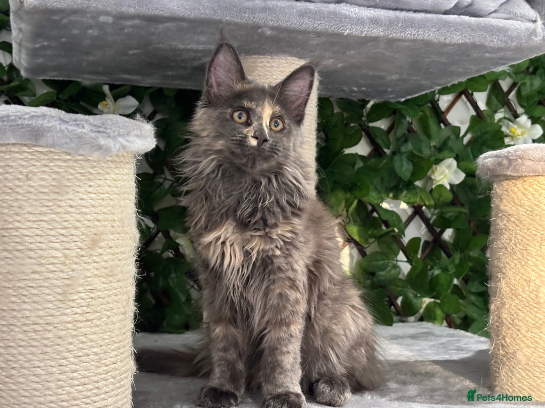 Maine Coon cats for sale: Tica Stunning Kittens  - Image 21