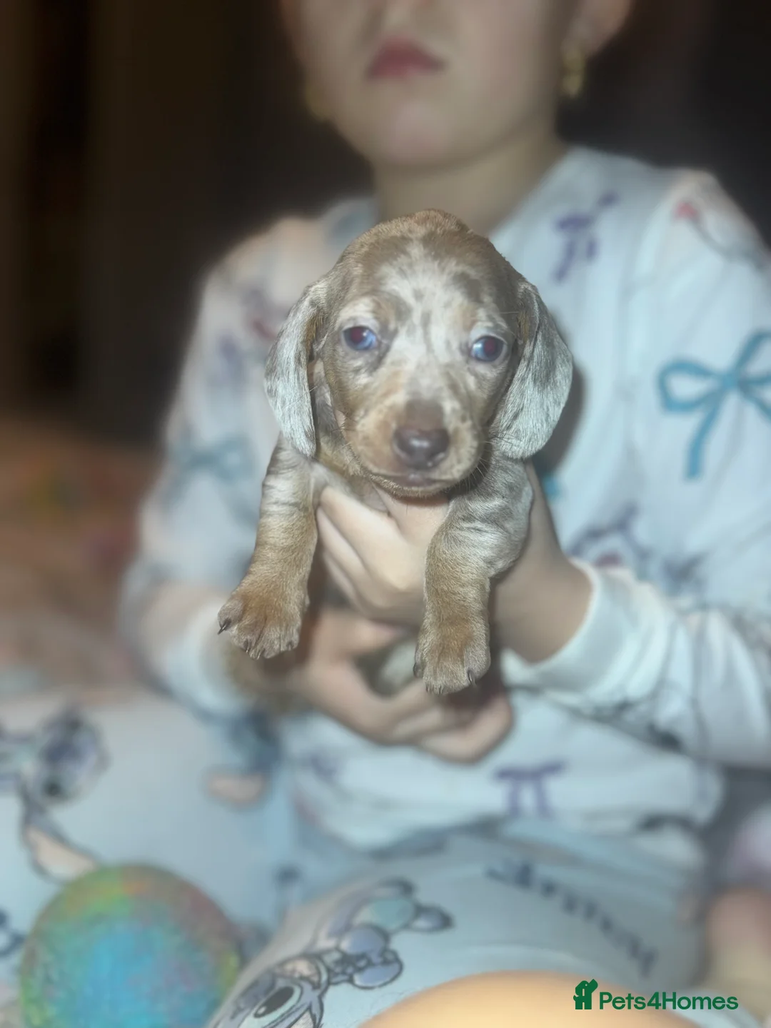 Miniature Dachshund dogs for sale: Isabella silver dapple miniature Daschound puppy’s - Advert 2