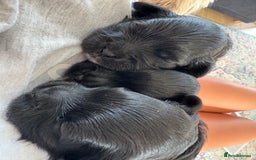 Shihpoo dogs for sale: Shipoo puppies, only 2 boys left  - Image 1