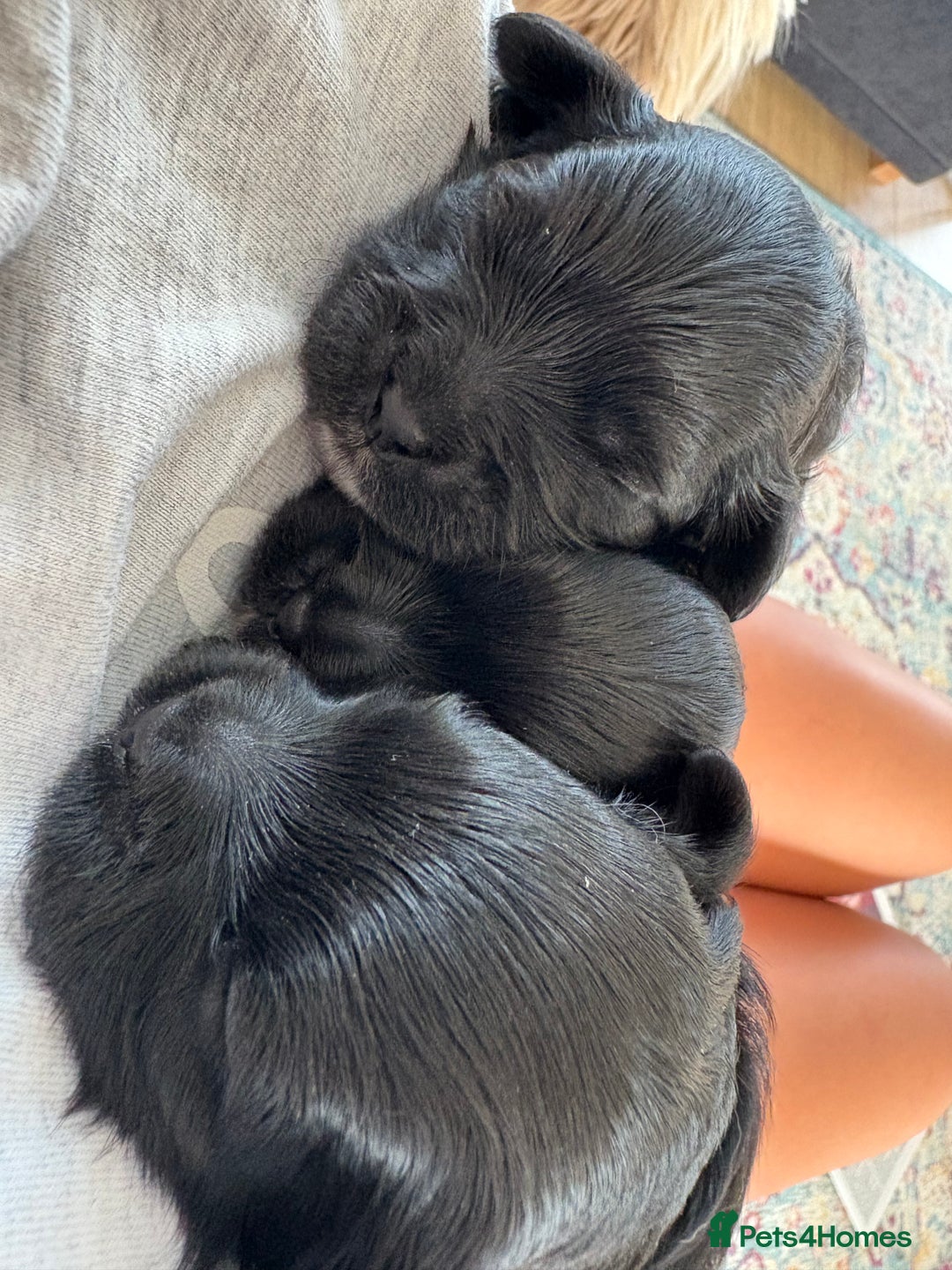 Shihpoo dogs for sale: Shipoo puppies, only 2 boys left  - Image 1