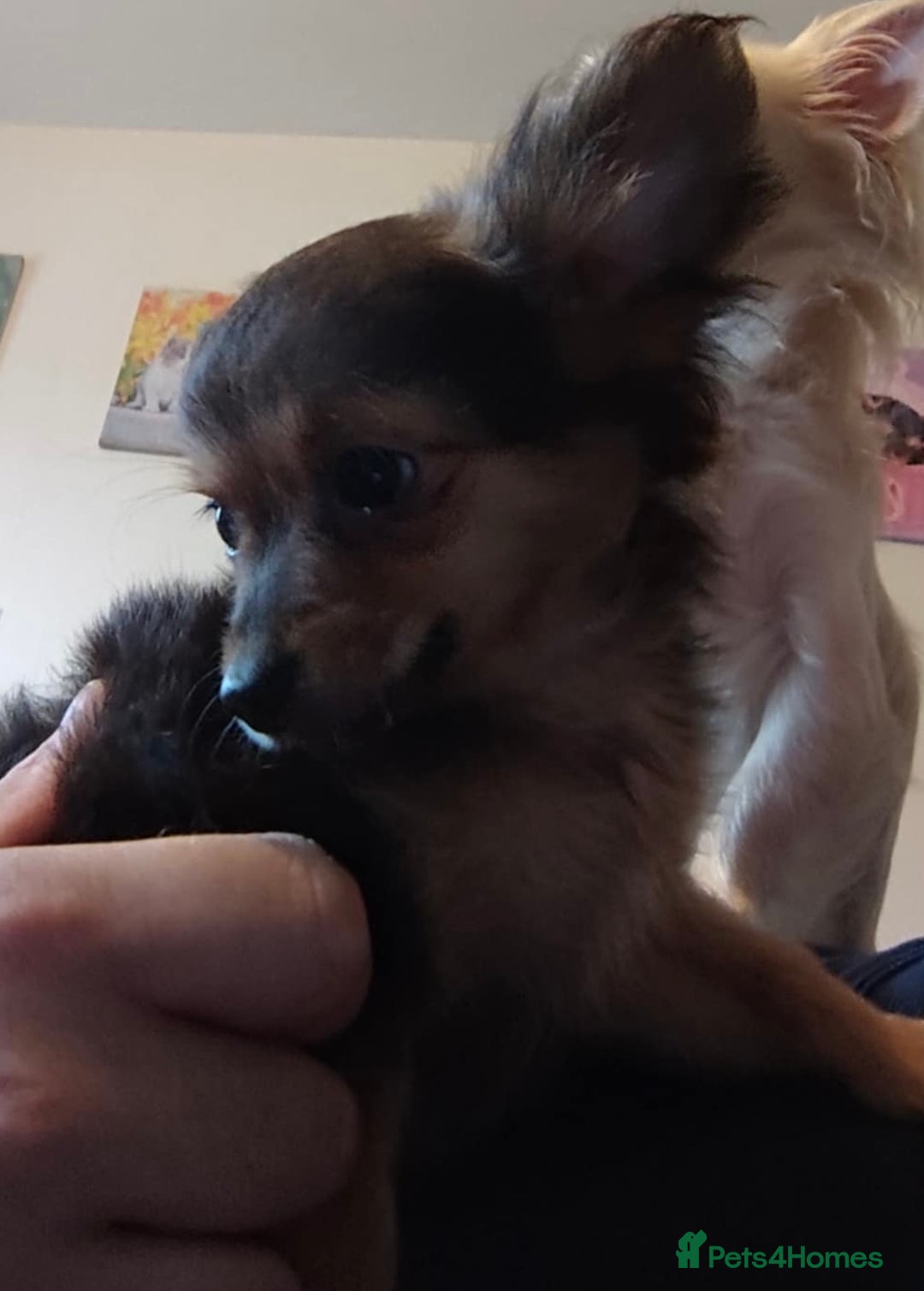 Pomchi dogs for sale: beautiful Pomchi pup - Image 7