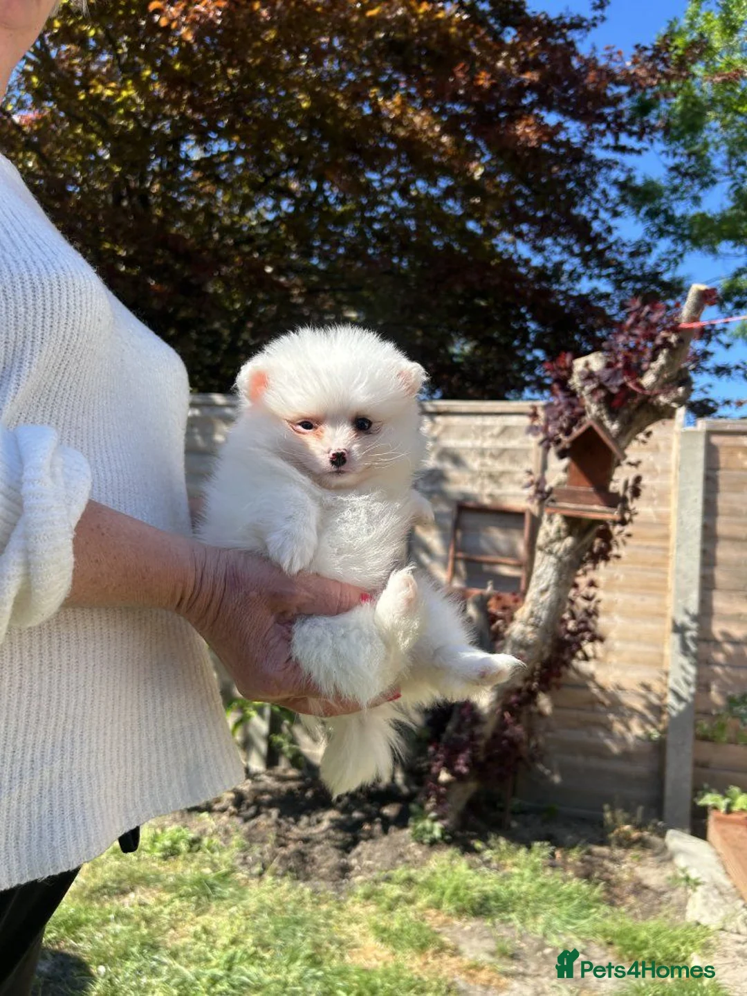 Pomeranian dogs for sale: Pomeranian puppies in London - Advert 1