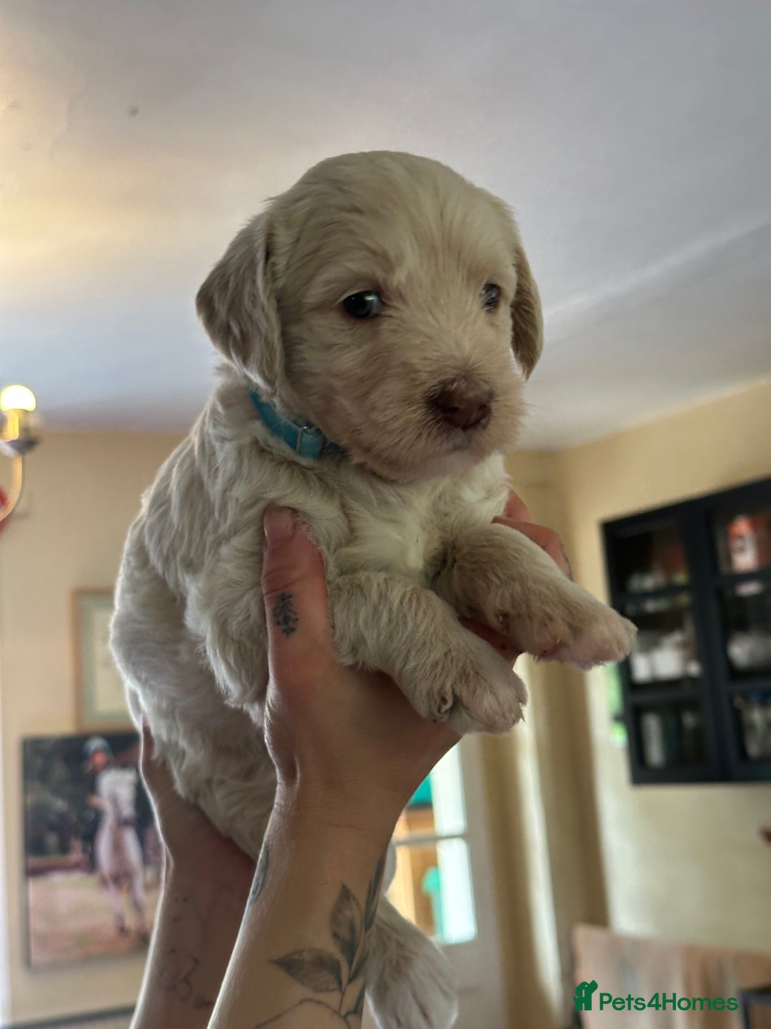Labradoodle dogs for sale: Beautiful 50/50 British x Australian Labradoodles in Knighton - Image 30