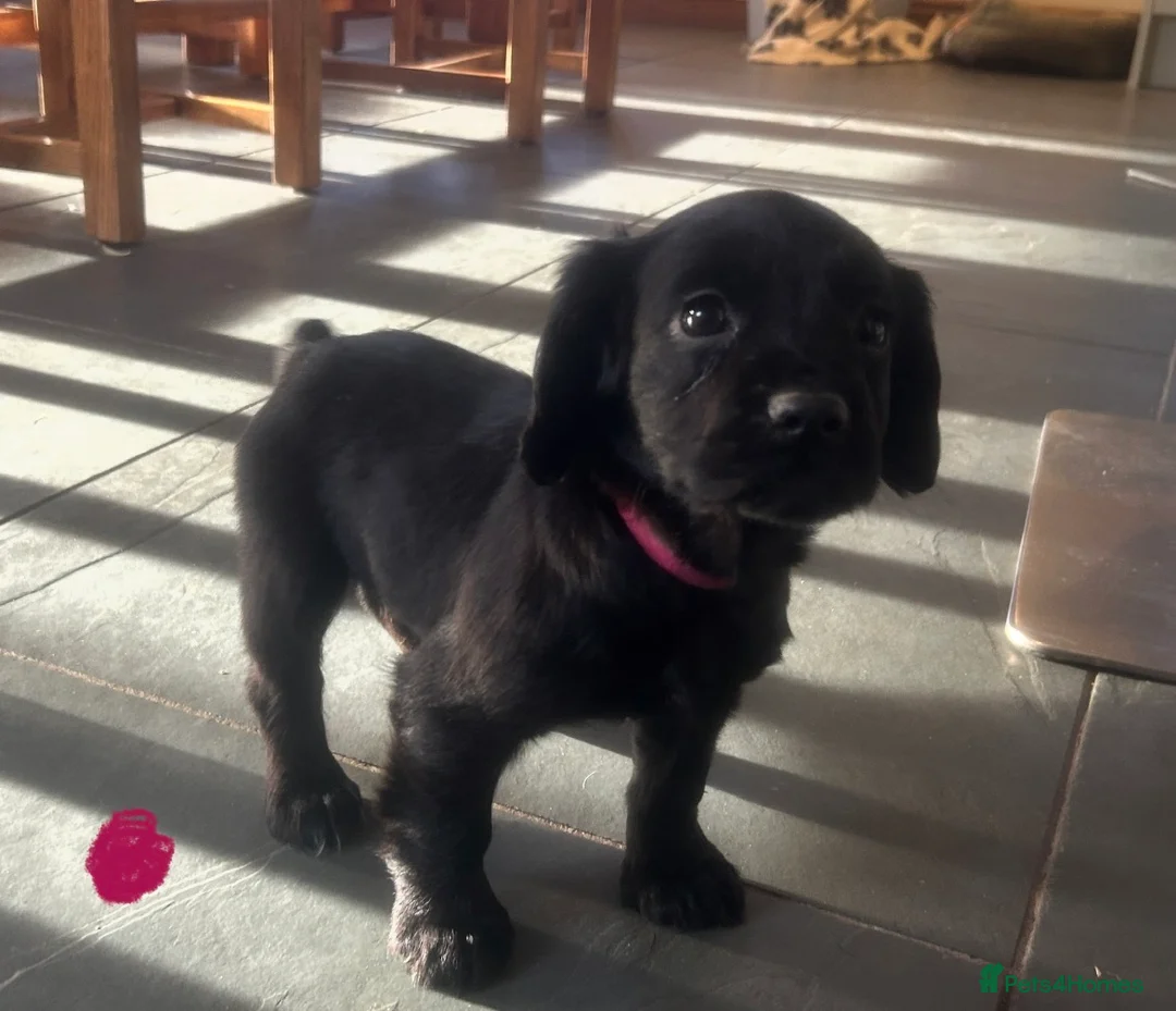 Cocker Spaniel dogs for sale: KC Registered Black Cocker Spaniels - Advert 17