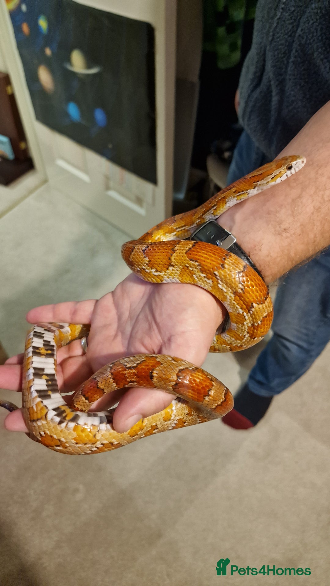 Corn Snake reptiles for sale: 6 yr old corn snake & 4ft Vivarium & accessories  - Advert 2