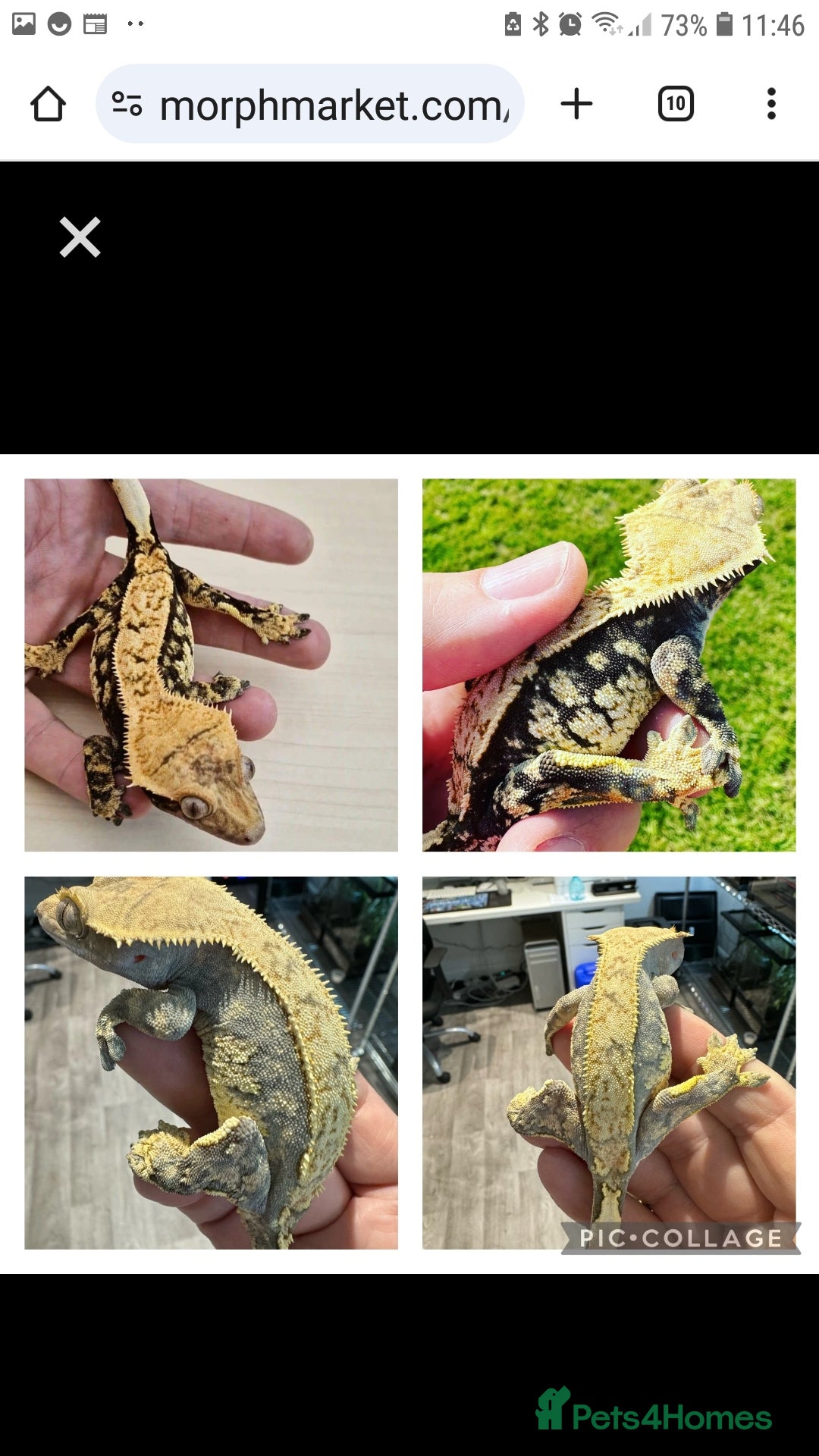 Gecko reptiles Proven Female crested gecko - Advert 3