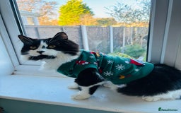 Mixed Breed cats for sale: Hugo  - Image 5