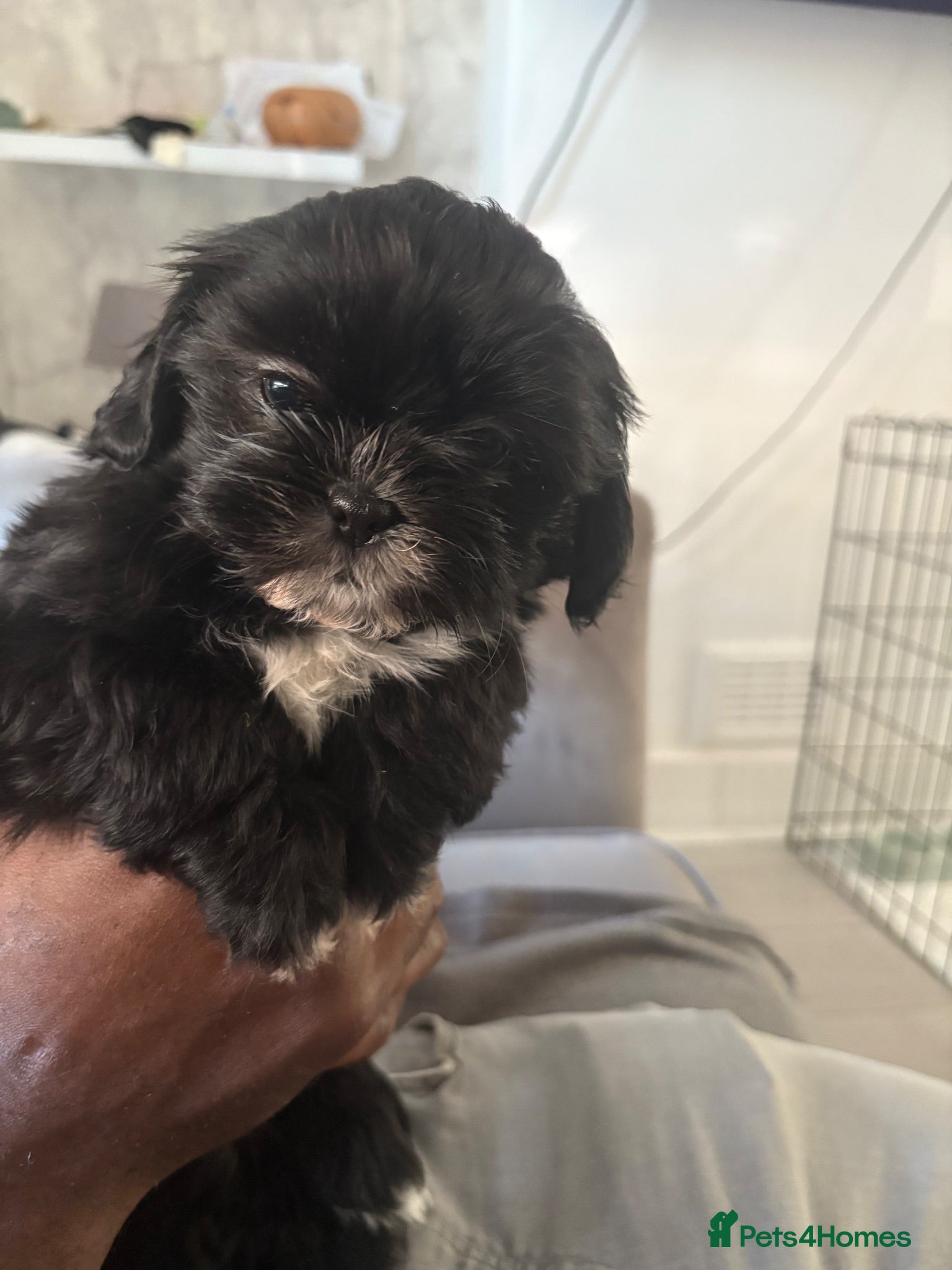 Shih Tzu dogs 4 Beautiful Shih Tzu Puppies - Advert 2