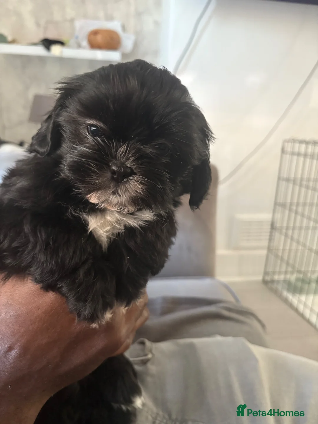 Shih Tzu dogs for sale: 4 Beautiful Shih Tzu Puppies - Advert 1