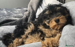 Cockapoo dogs for sale: Black and Tan Cockapoo Puppy - Image 2