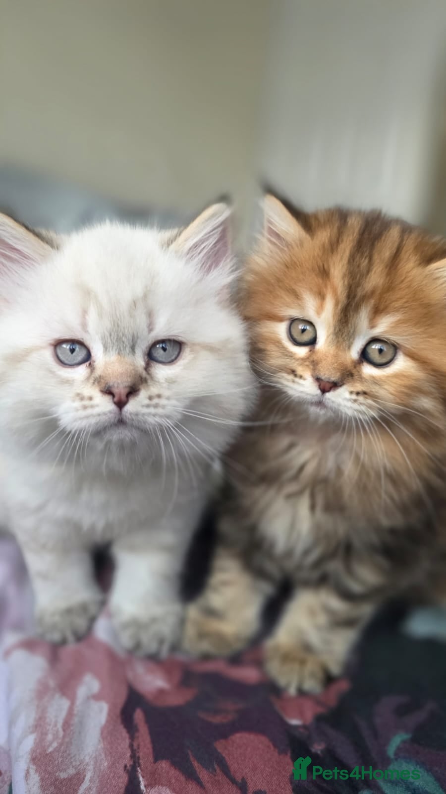 Mixed Breed cats for sale: Ragdoll/British shorthair  - Advert 6