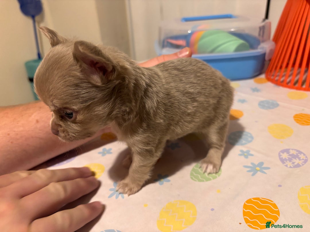 Chihuahua dogs for sale: Beautiful mink lilac chihuahua puppy - Image 10