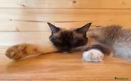 Ragdoll cats for sale: Gorgeous Pedigree Ragdolls  - Image 24