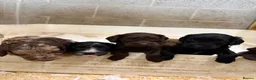 Sproodle dogs for sale: Beautiful Sproodles for sale F1 - Advert 14