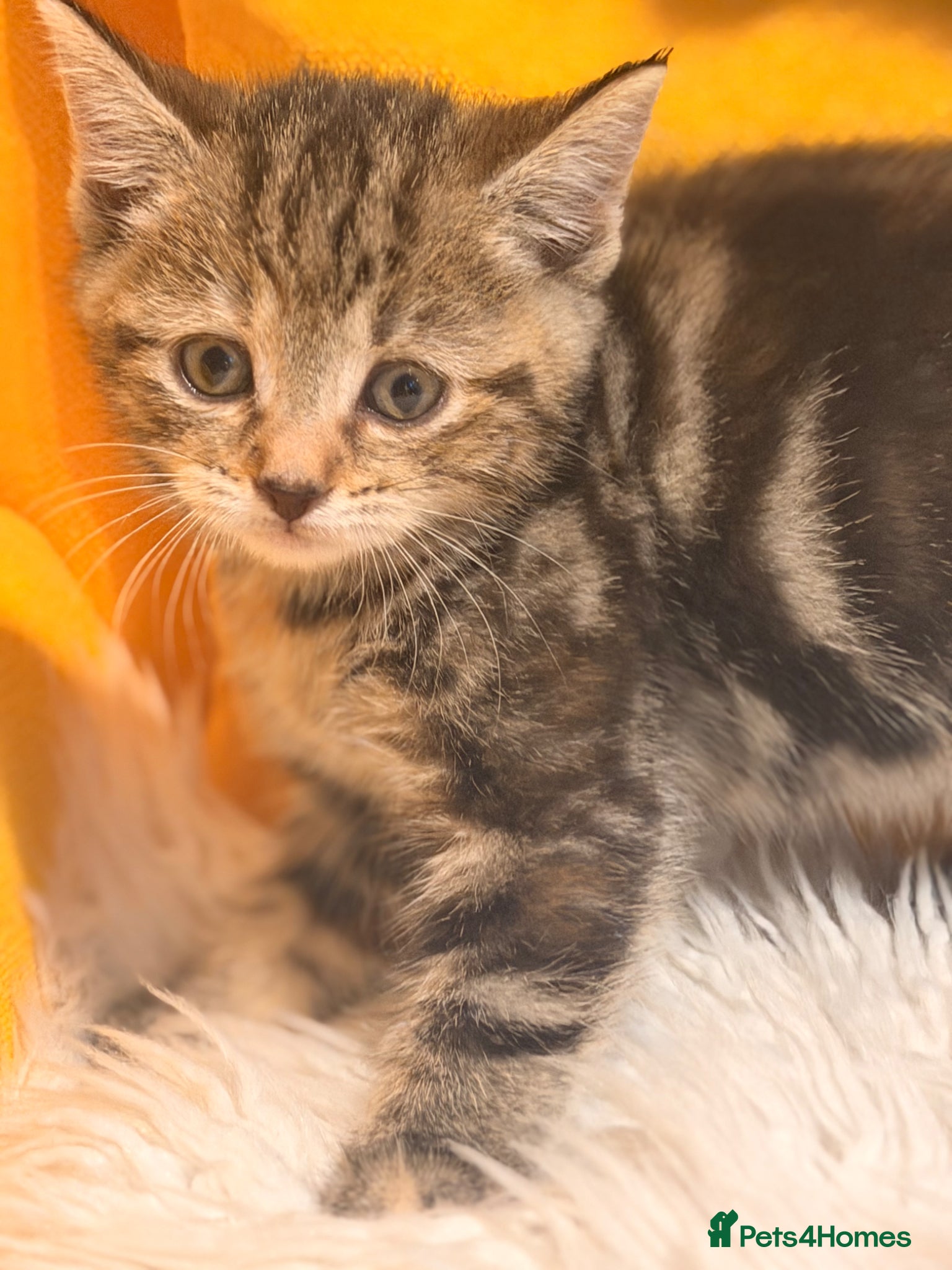 British Shorthair cats “Ready Now – Beautiful Tabby & Tuxedo Kittens” - Advert 1