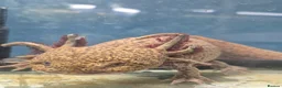 Axolotl reptiles for sale: Range of baby axolotls, hets known - Advert 13