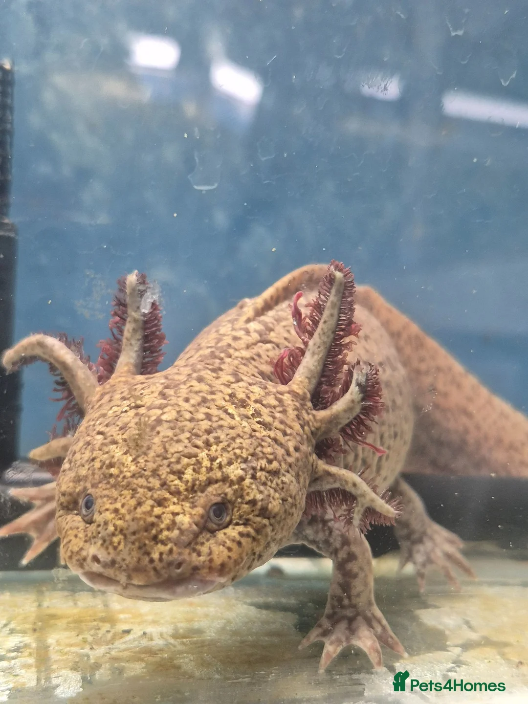 Axolotl reptiles for sale: Range of baby axolotls, hets known - Advert 13