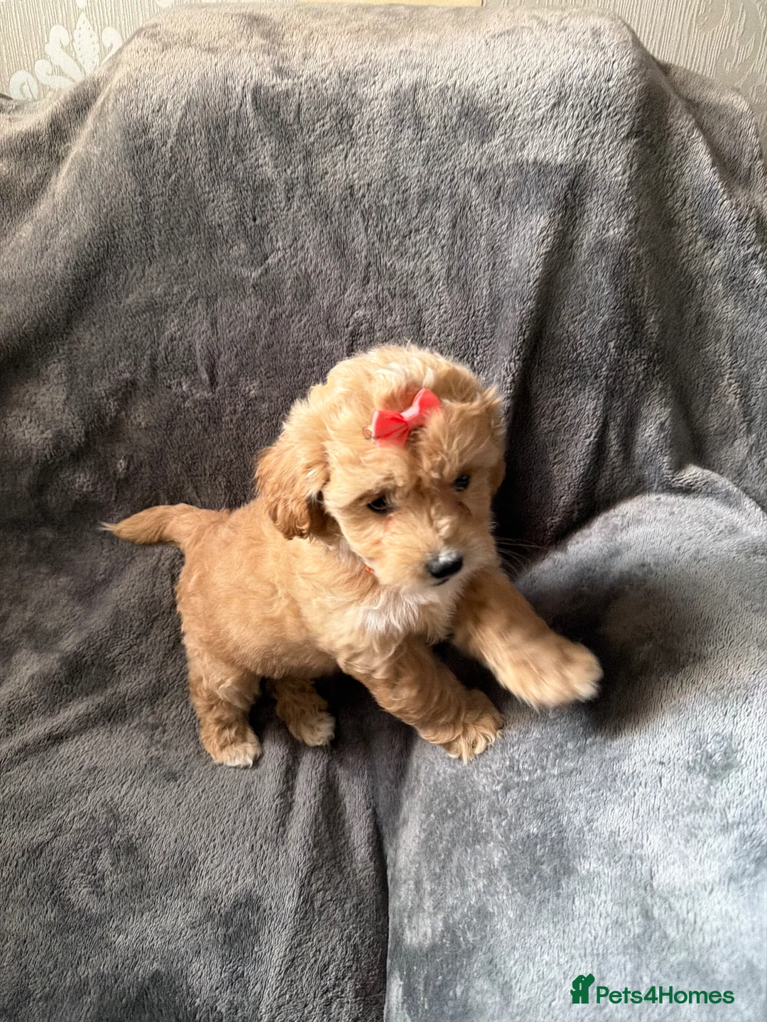 Maltipoo dogs for sale: Stunning Maltipoo puppies looking for a forever 🏡 in Bishop Auckland - Advert 7