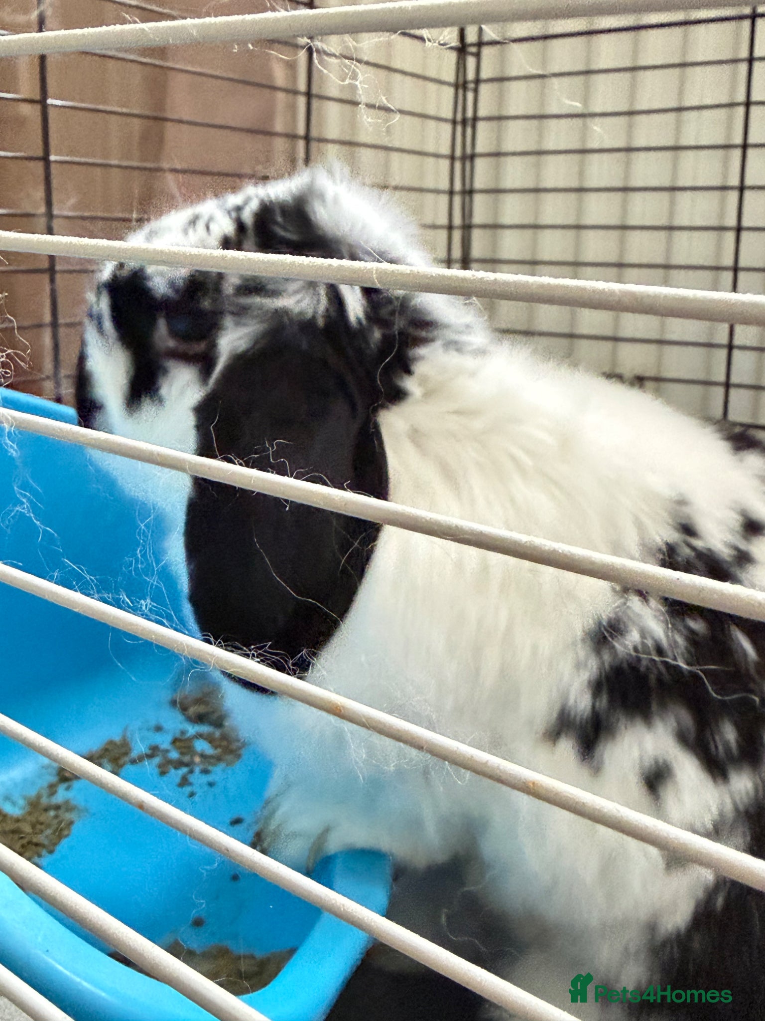 Mini Lop rabbits for sale: Loving Home Wanted for Our Beloved Bunny, Bebe 🐰 in Corby - Advert 3