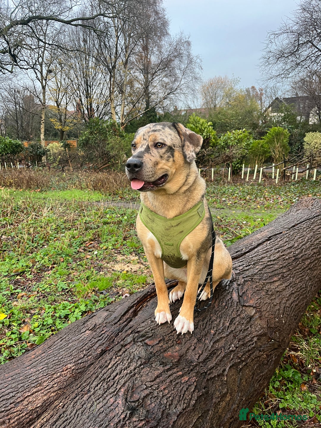 Mixed Breed dogs for sale: 1-year old mixed looking for forever home. - Advert 6