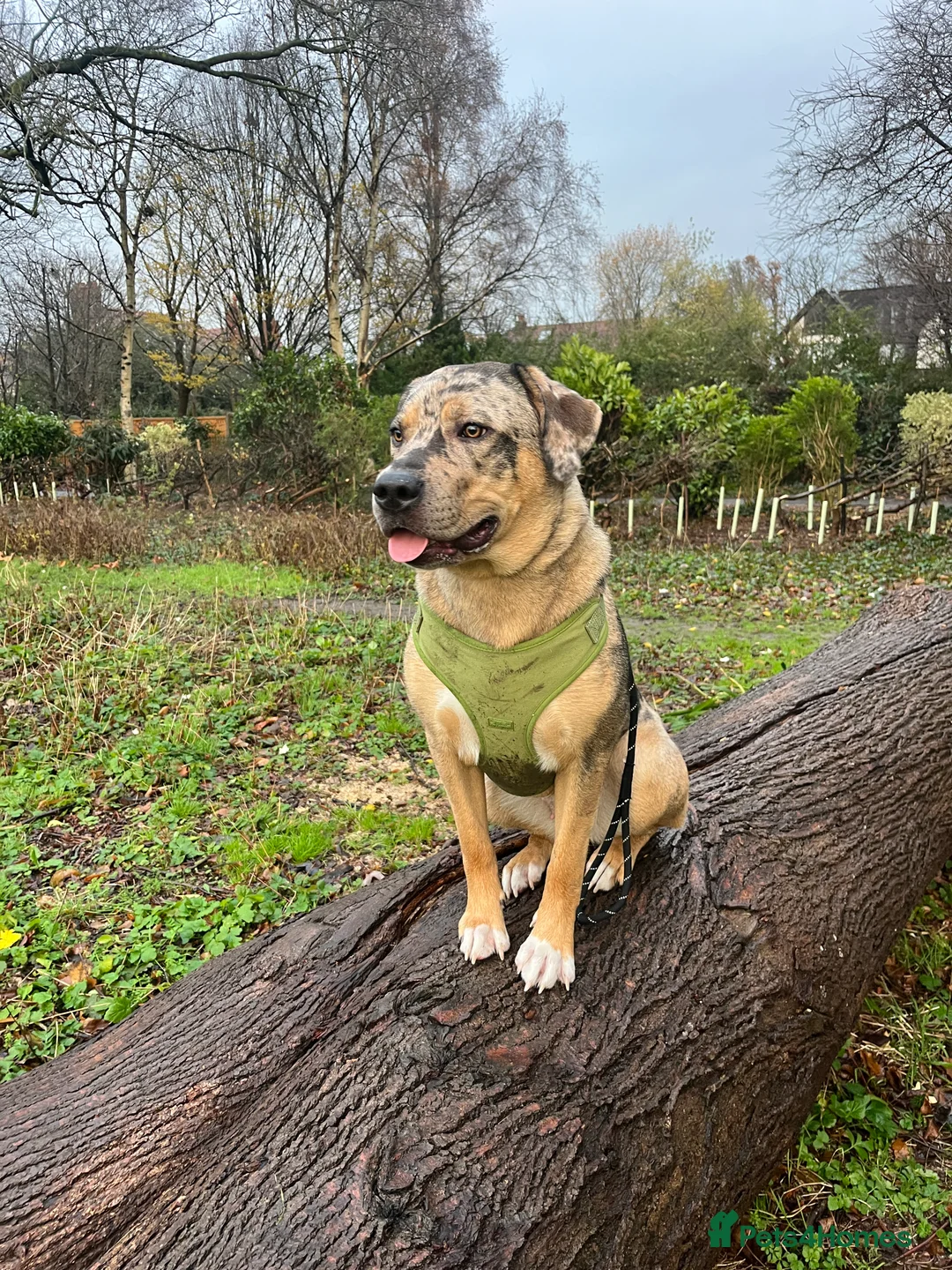 Mixed Breed dogs for sale: 1-year old mixed looking for forever home. - Advert 6