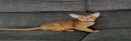 Abyssinian cats for sale: Beautiful Abyssinian Kitten ready for reservation  - Advert 3